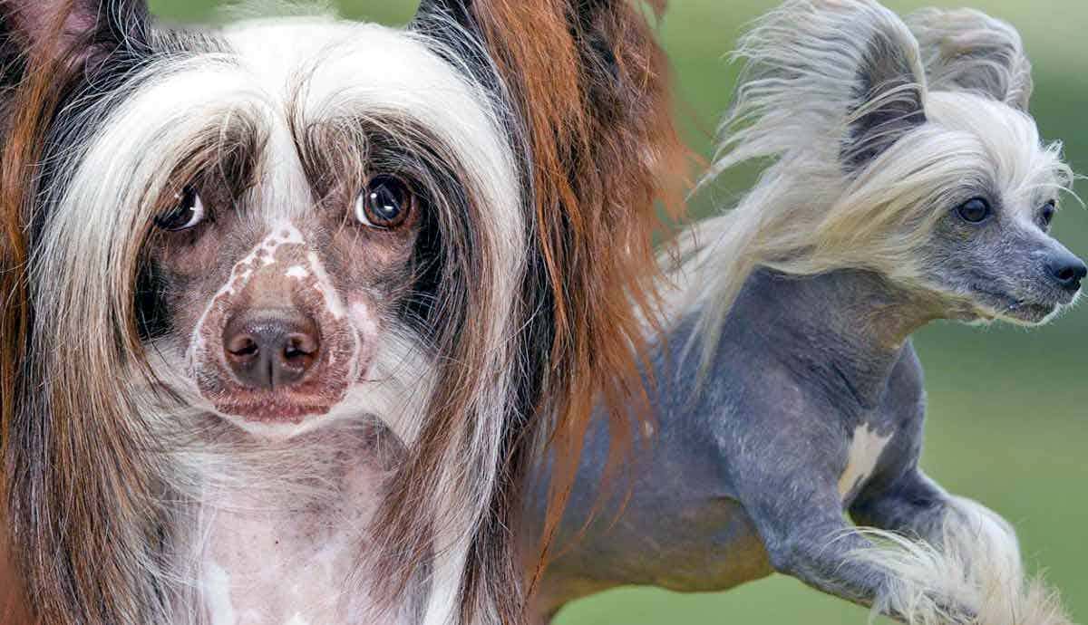 13 Facts About the Chinese Crested Dog