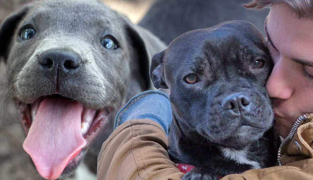 Pitbull Training and Socialization: What You Need to Know