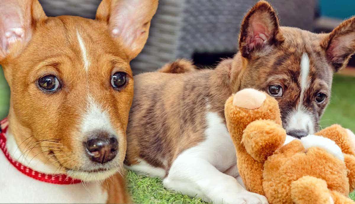 Raising a Basenji Puppy: What to Know