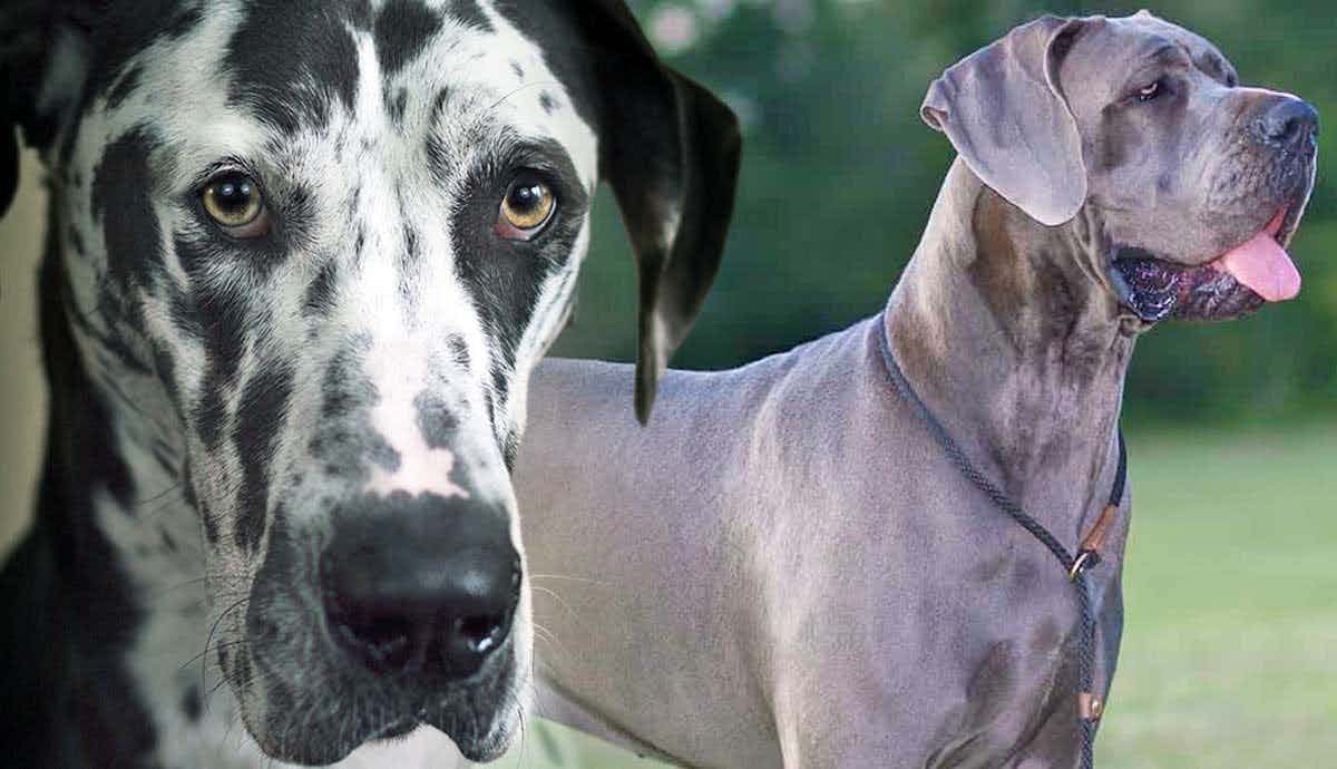 Can Great Danes be Service Dogs?