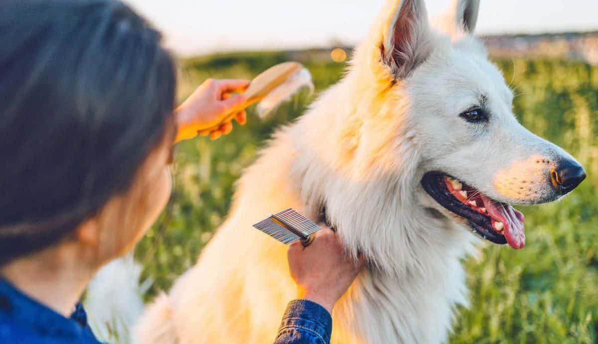 7 Types of Dog Brushes: A Full Guide