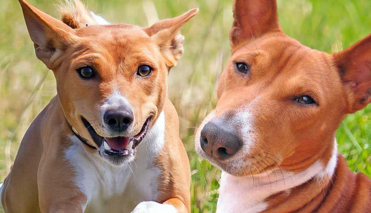 Most Famous Basenjis Throughout History