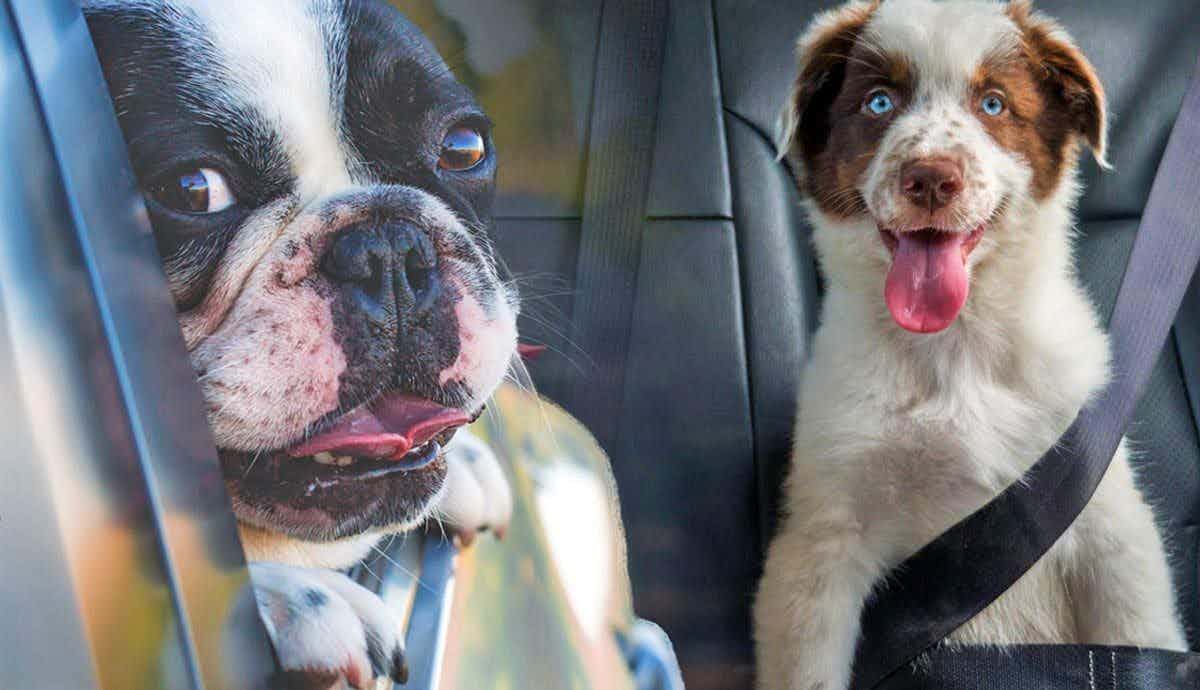 Should My Dog Wear a Seatbelt In The Car?