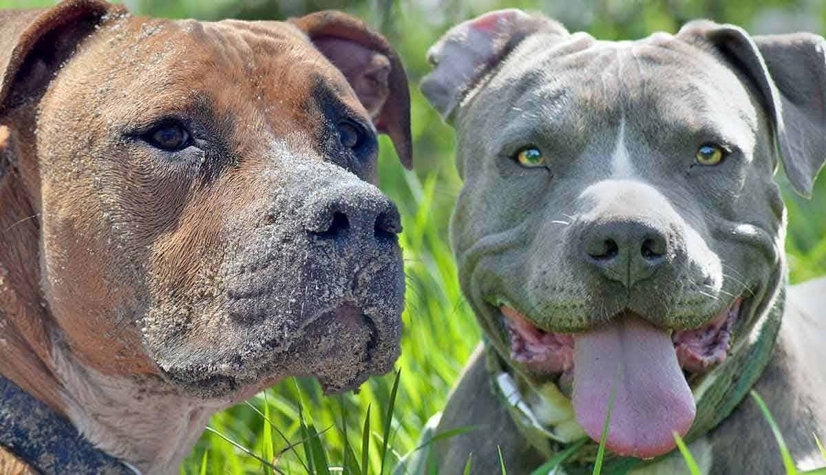 Pitbulls vs. Other Bully Breeds: What’s the Difference?