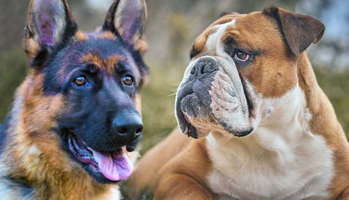 What Are the 10 Most Popular Dog Breeds?