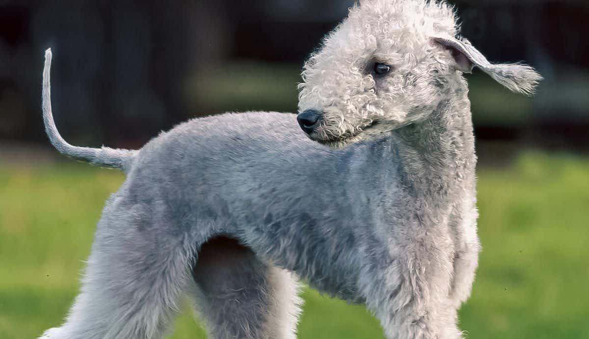 8 Interesting Facts About the Bedlington Terrier
