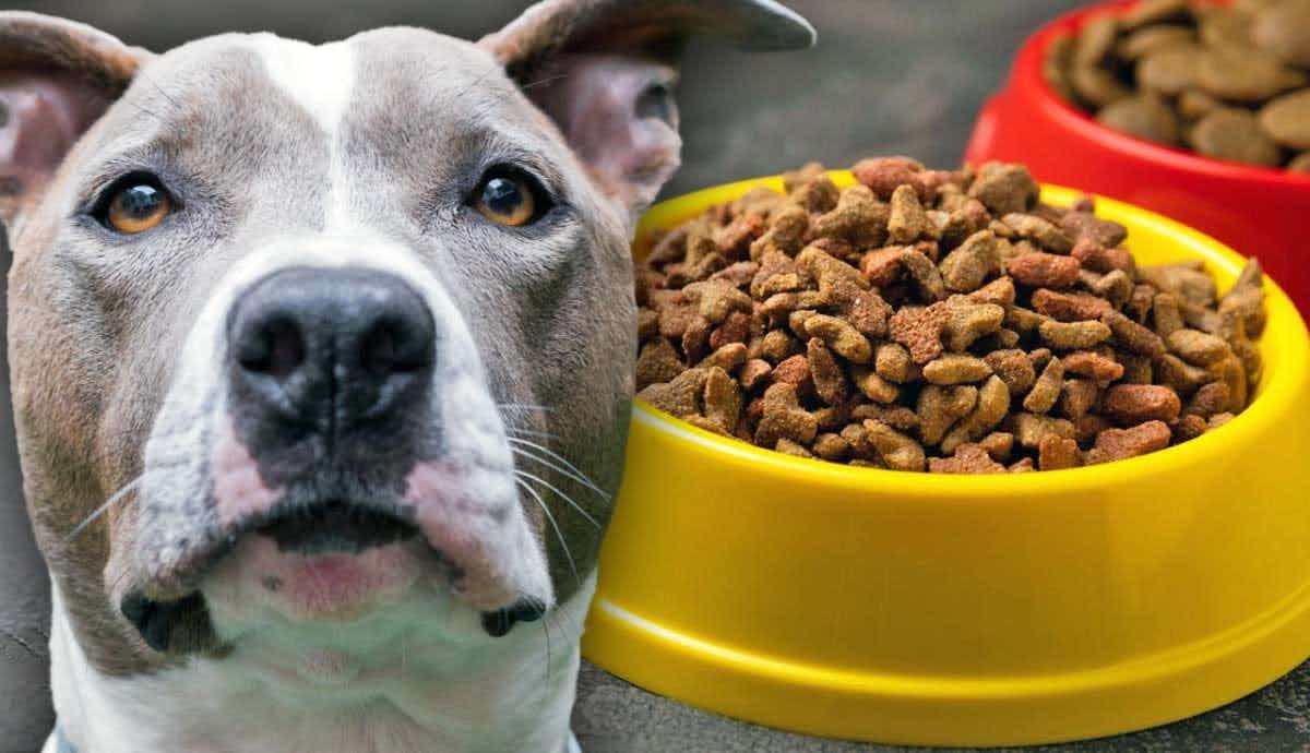 Exercise and Diet: How to Keep Your Pitbull Healthy