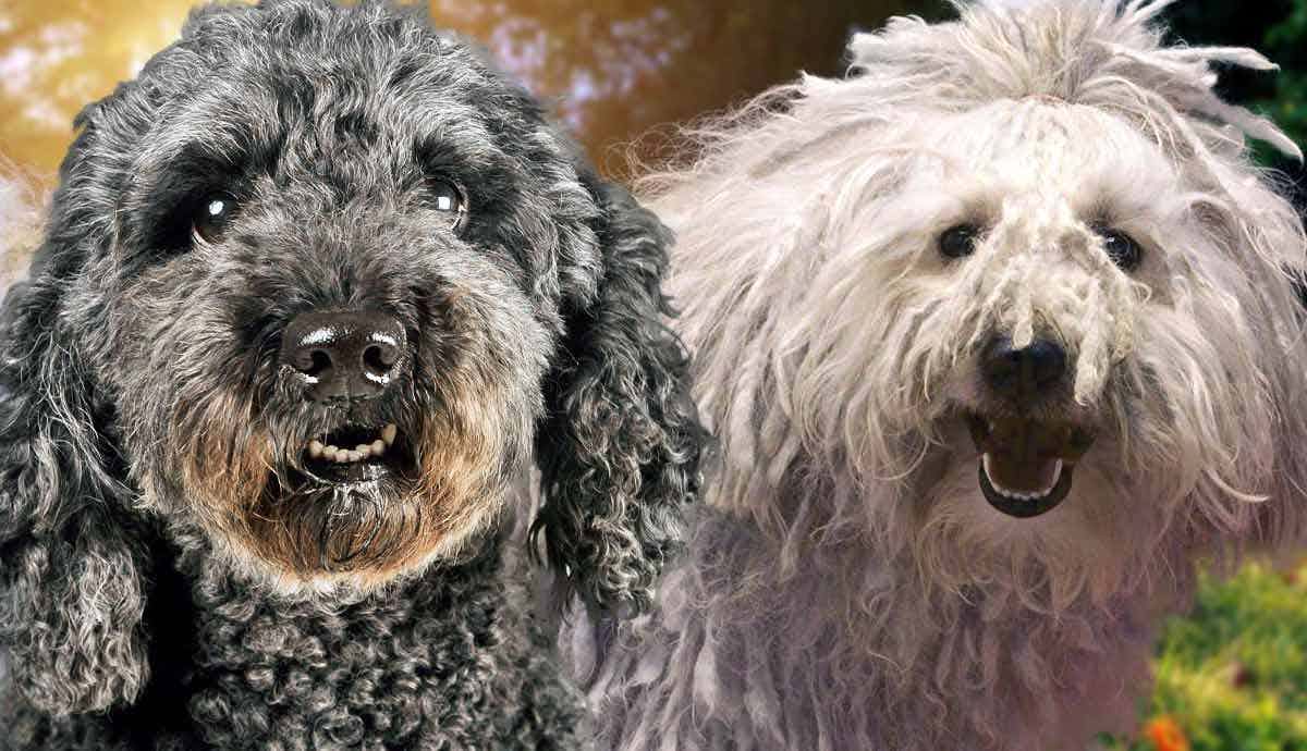 Pumi vs. Komondor: What’s the Difference?