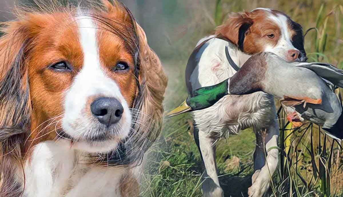 13 Fun Facts About the Kooikerhondje: Netherlands’ Duck-Hunting Dog