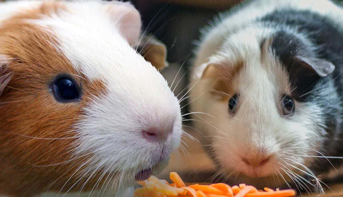 5 Keys to the Healthiest Guinea Pig Diet