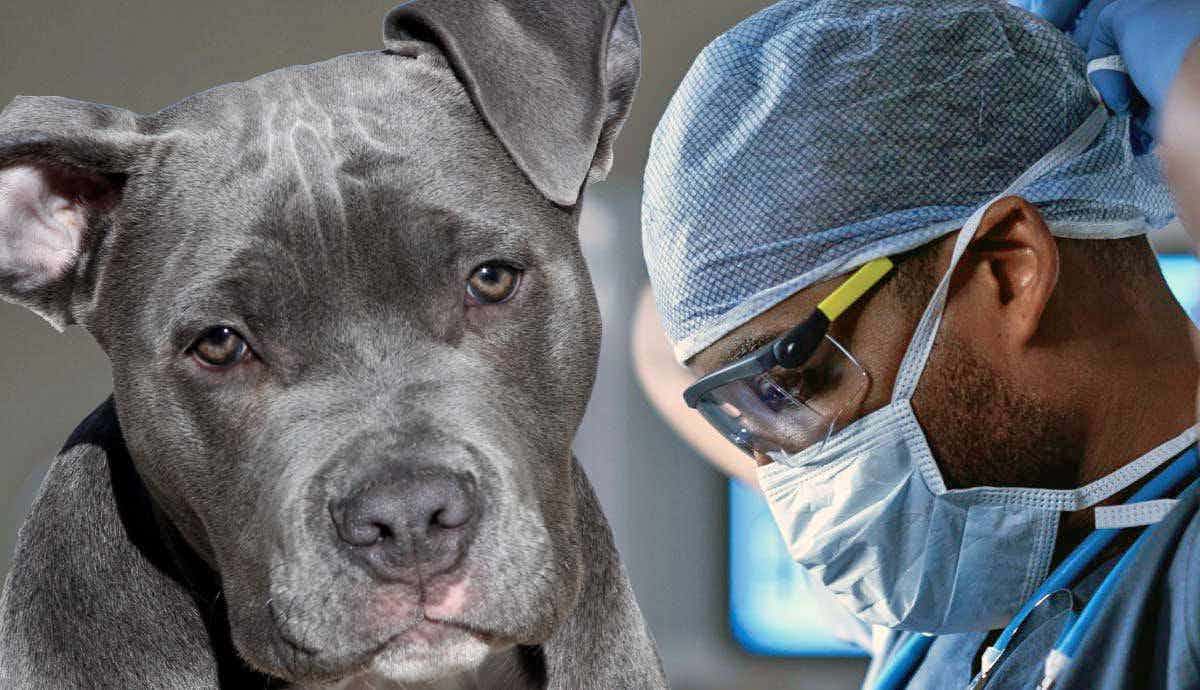 5 Health Concerns Commonly Associated with Pitbulls