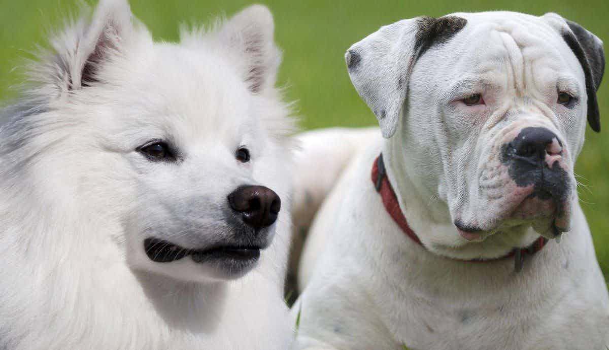 Meet 6 Popular American Dog Breeds