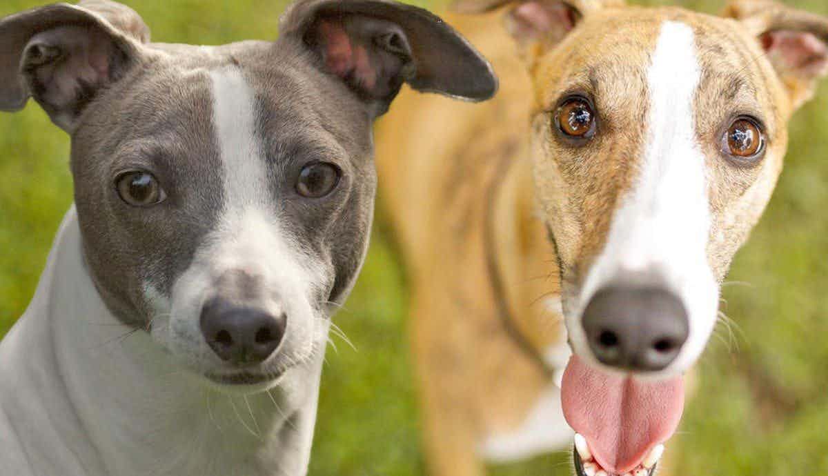 What Are Dolichocephalic Dogs?