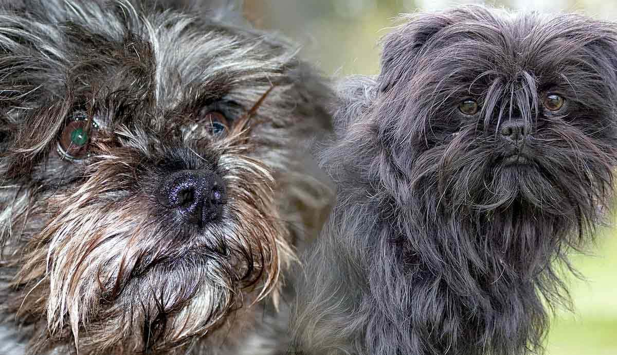 Affenpinscher 101: The Monkey Terrier