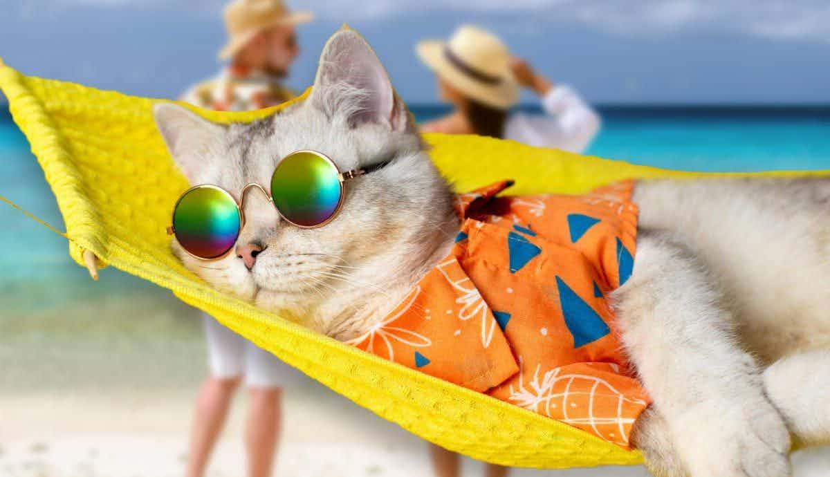Vacation Prep 101: Ensuring Your Cat Feels at Home