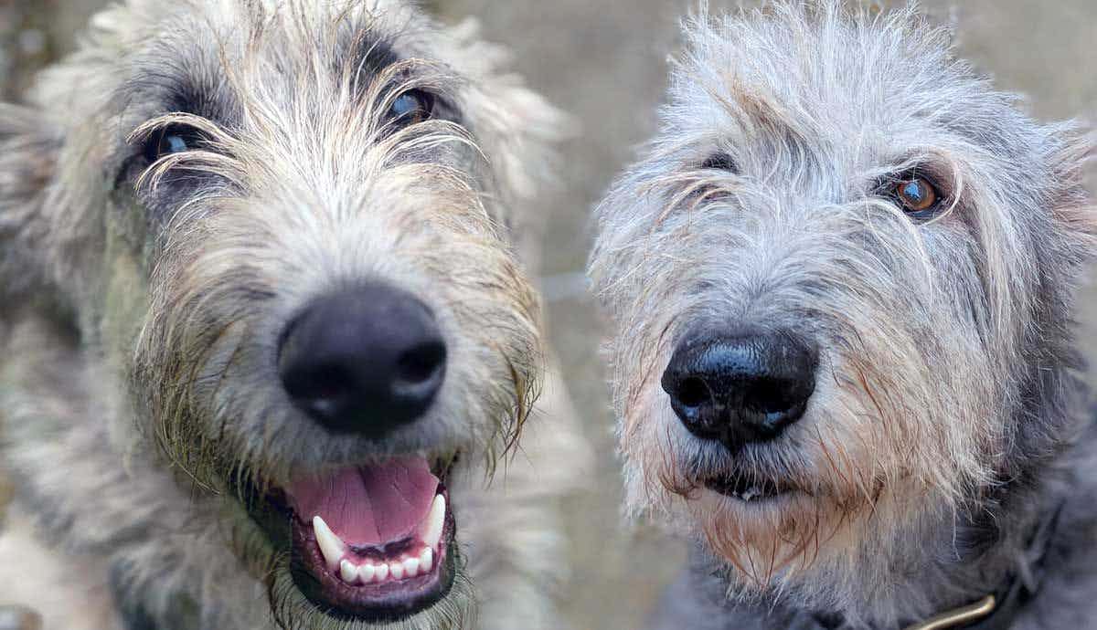 12 Facts About The Pawsitively Huge Irish Wolfhound