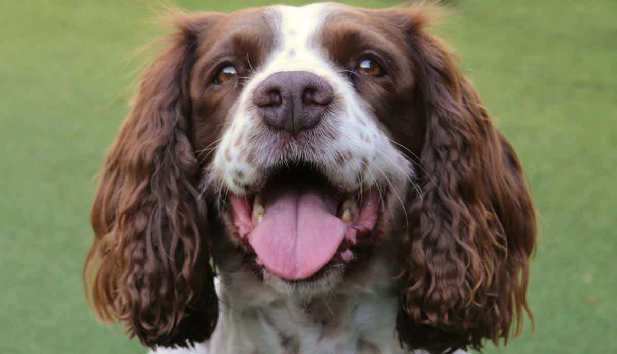 8 Spirited Facts About the Springer Spaniel