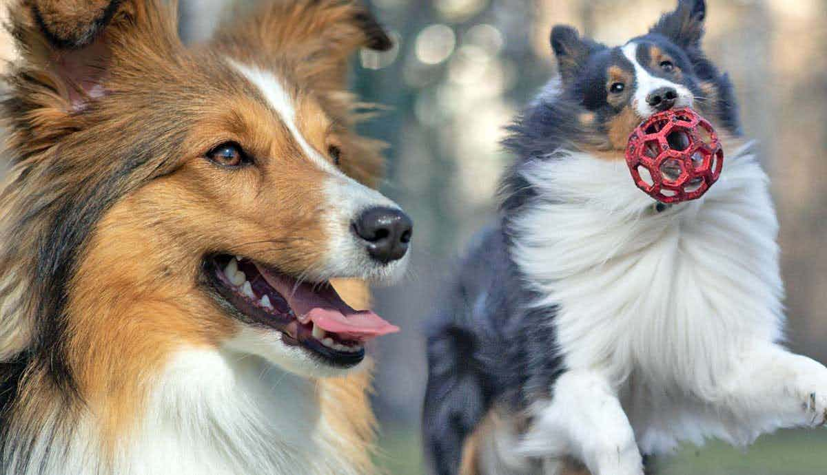 The Shetland Sheepdog: A Comprehensive Guide