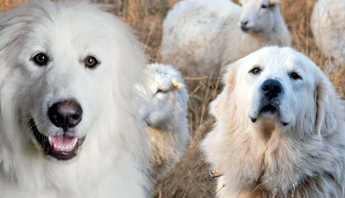 The Great Pyrenees: Everything You Need to Know