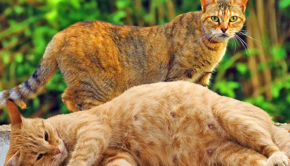 Everything You Should Know About a Cat’s Pregnancy