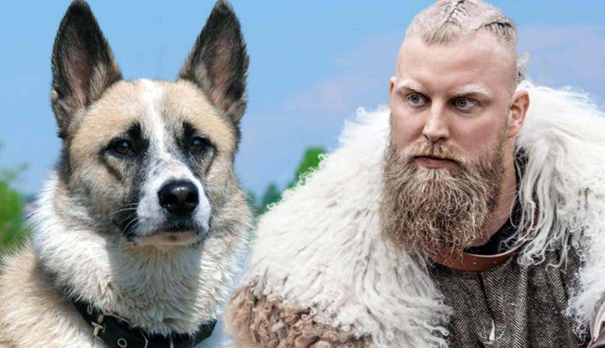 The Norwegian Buhund: A Viking’s Companion