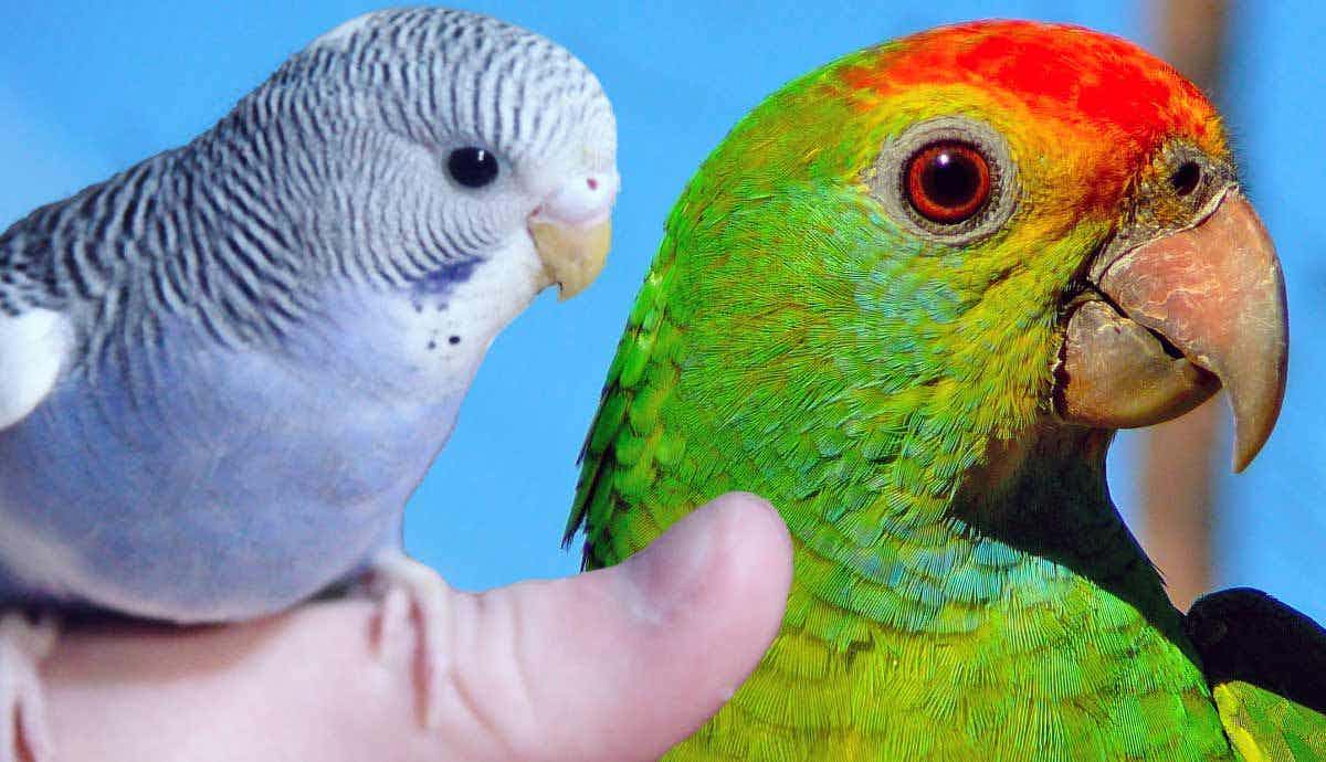 7 Things to Consider When Choosing a Pet Bird