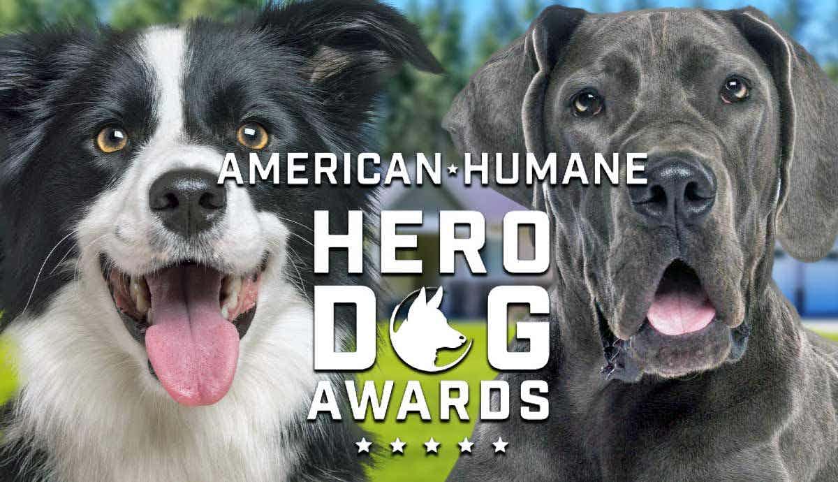 The 7 Dog Heroes You Have to Meet