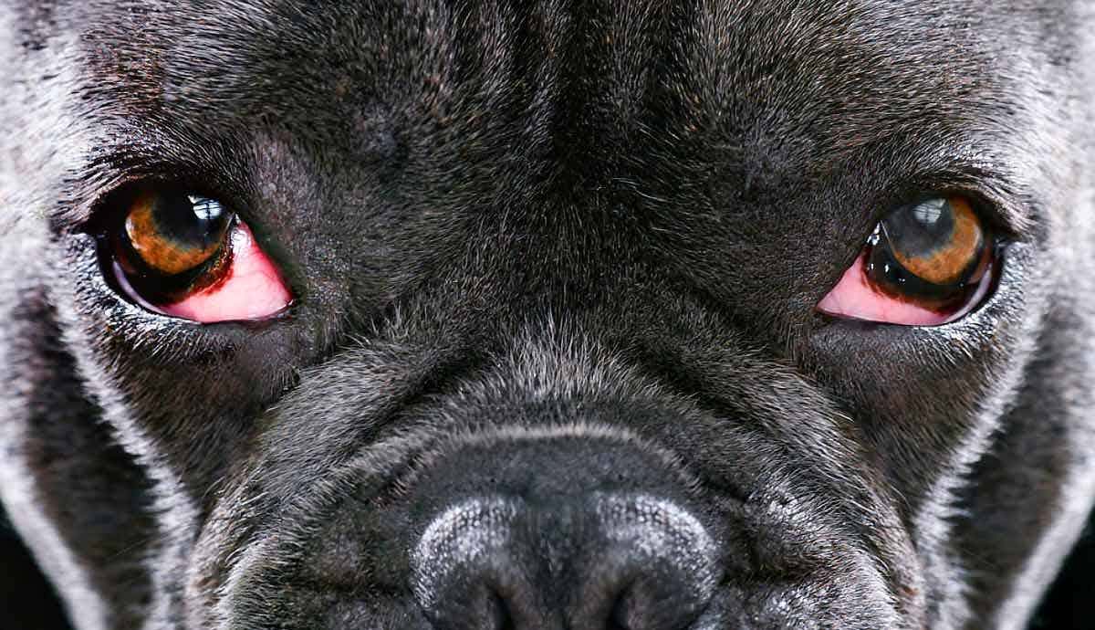 What’s Cherry Eye in Dogs?