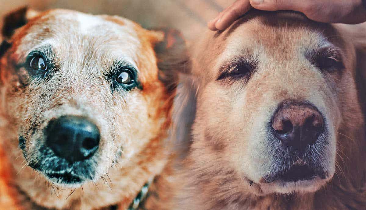6 Symptoms of Dementia in Senior Dogs