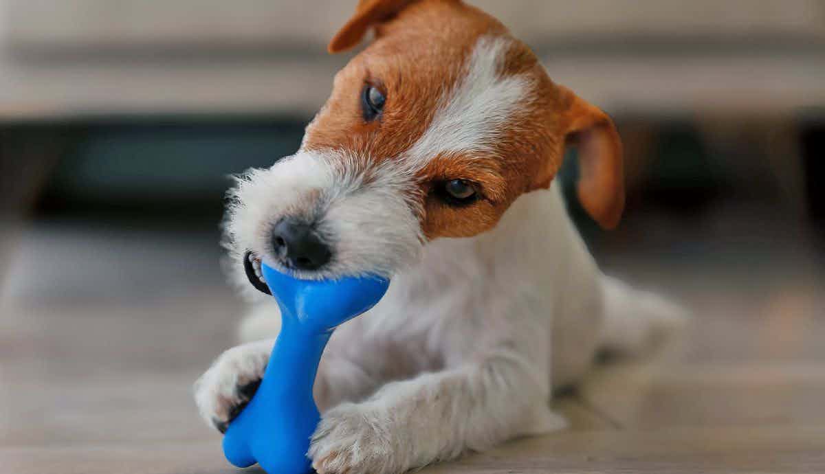 Dog Toy Safety: What Owners Need to Know