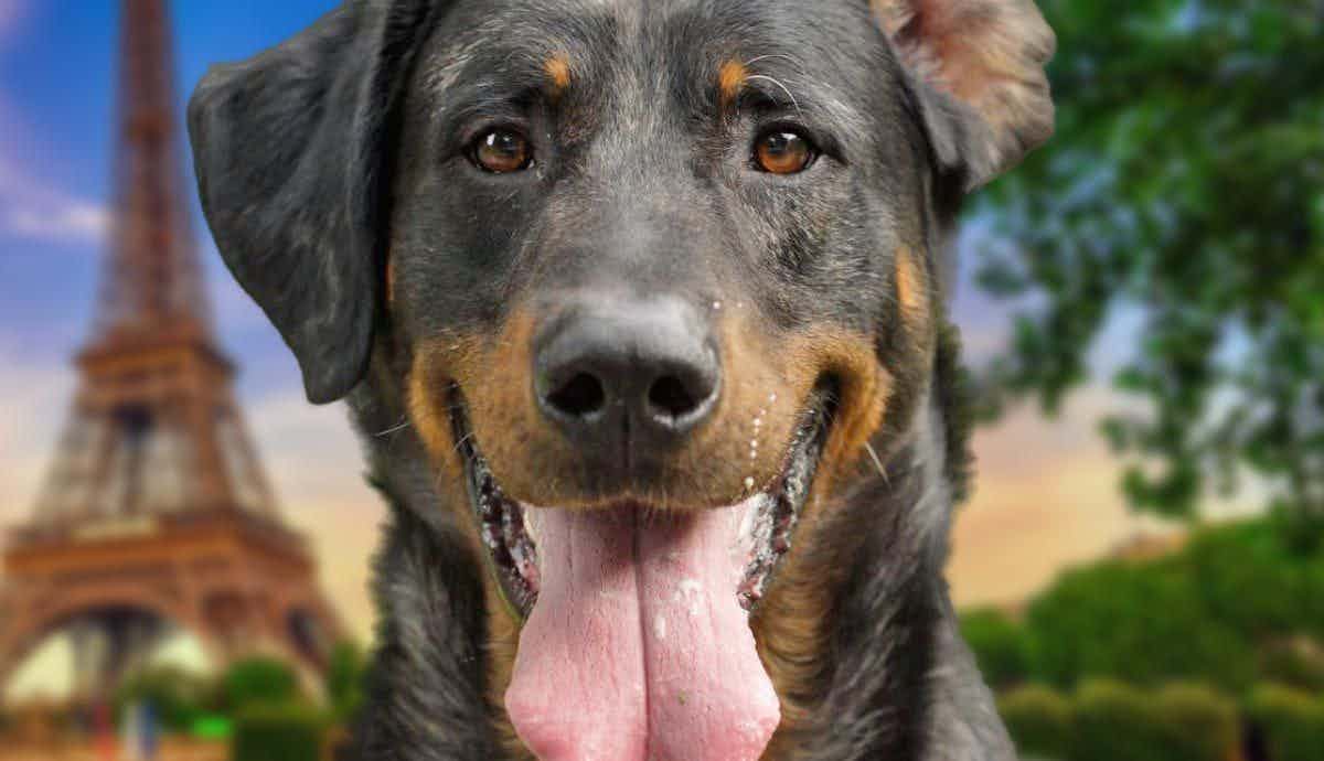 Beaucerons: A Complete Guide to France’s Lesser Known Breed