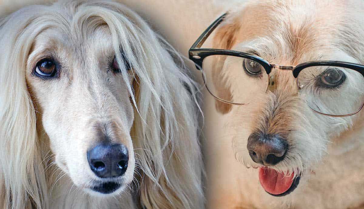 5 Least Intelligent Dog Breeds