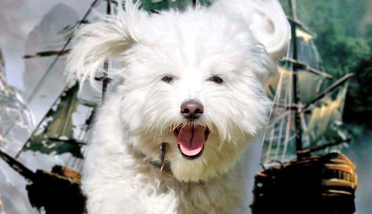 The Coton de Tulear: A Pirate Dog?