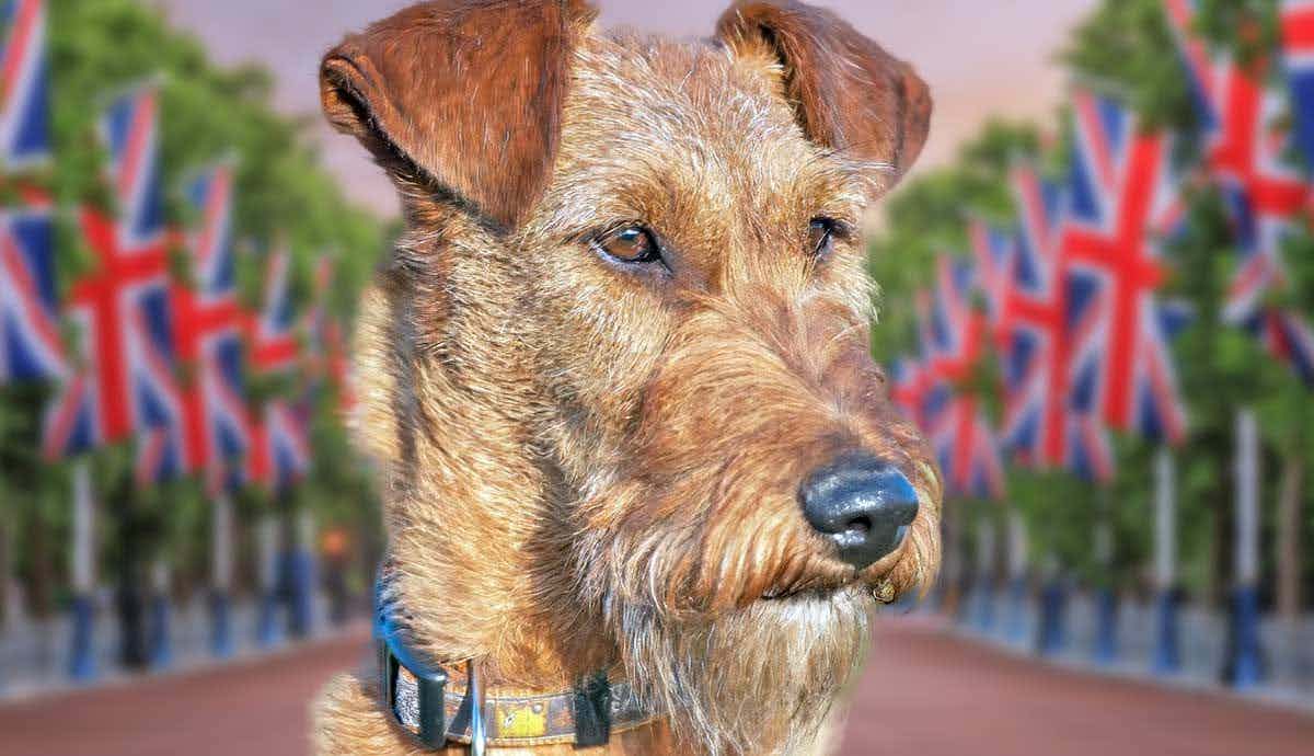 The Wire Fox Terrier: A Complete Guide