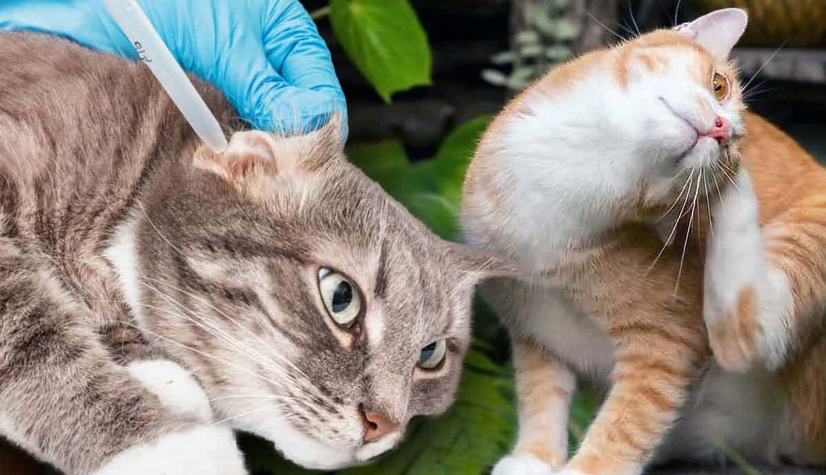 Ear Mites in Cats: Everything You Need to Know