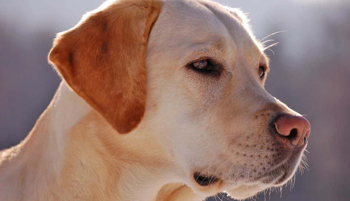 8 Facts About Labrador Retrievers