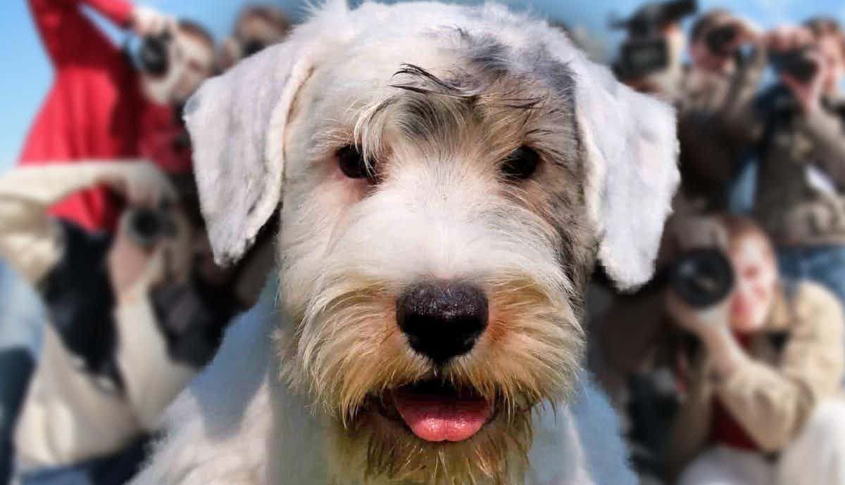 7 Facts About the Sealyham Terrier