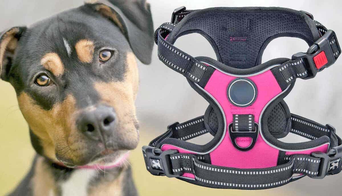 Shopping For a Dog Harness: Finding the Perfect Fit