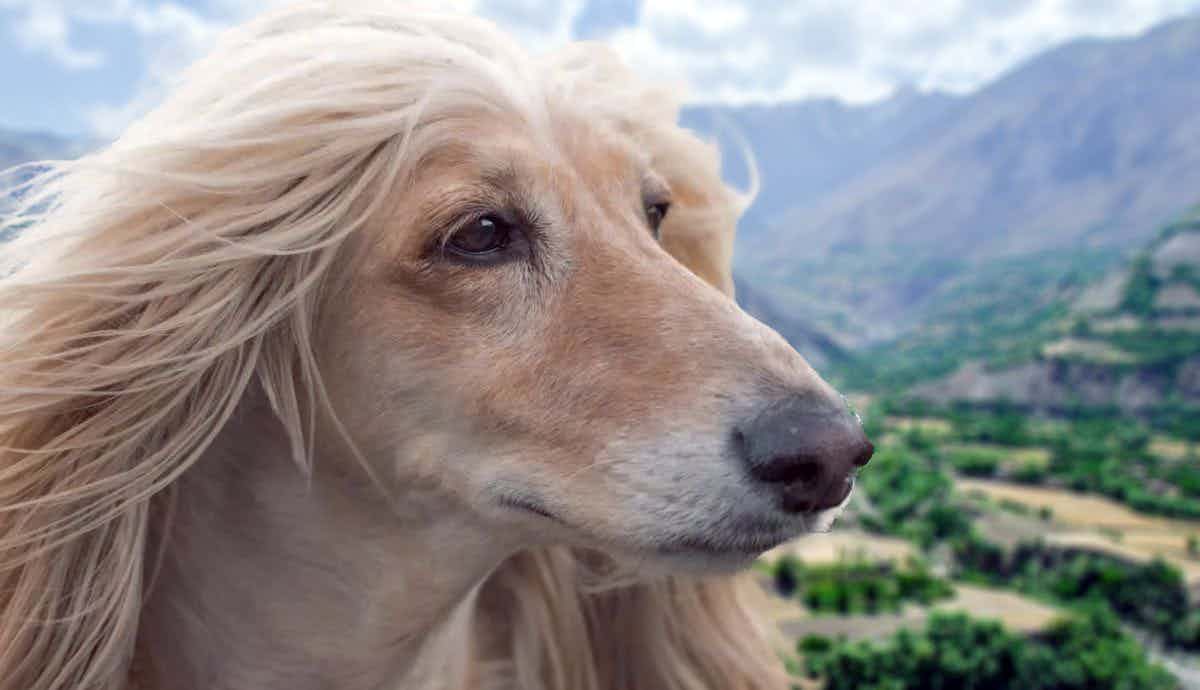 11 Interesting Facts About Afghan Hounds