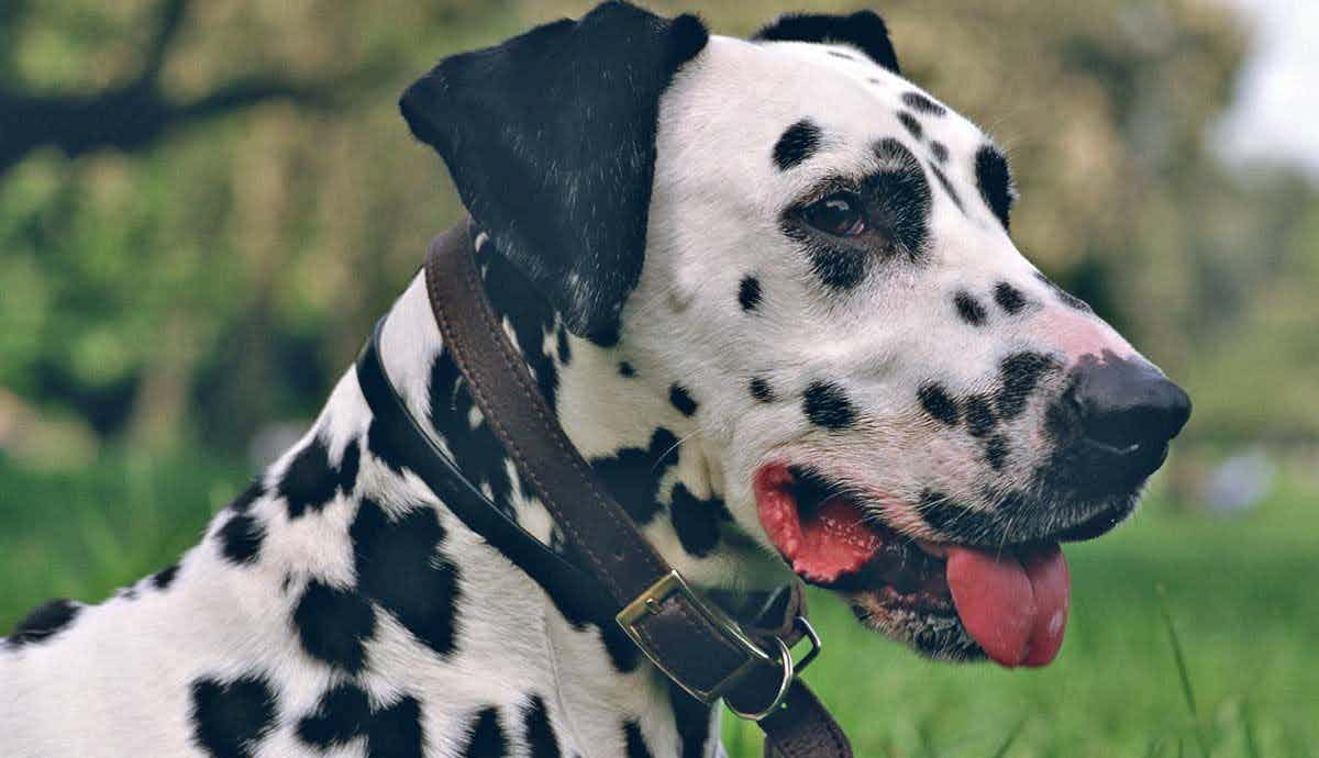 Why Do Dalmatians Have Spots?