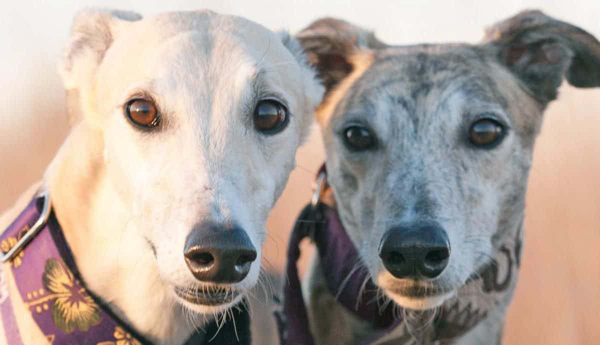 Adopting an Ex Greyhound Racer: What to Know