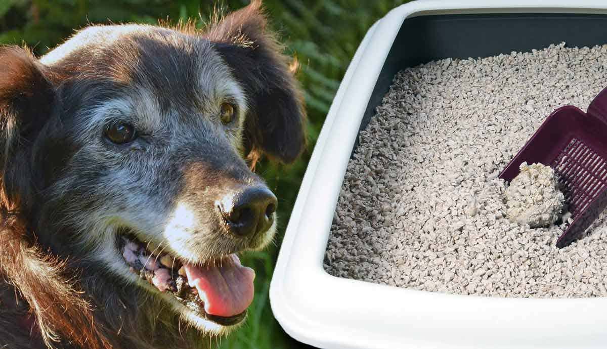 Can You Train a Dog to Use a Litter Box?