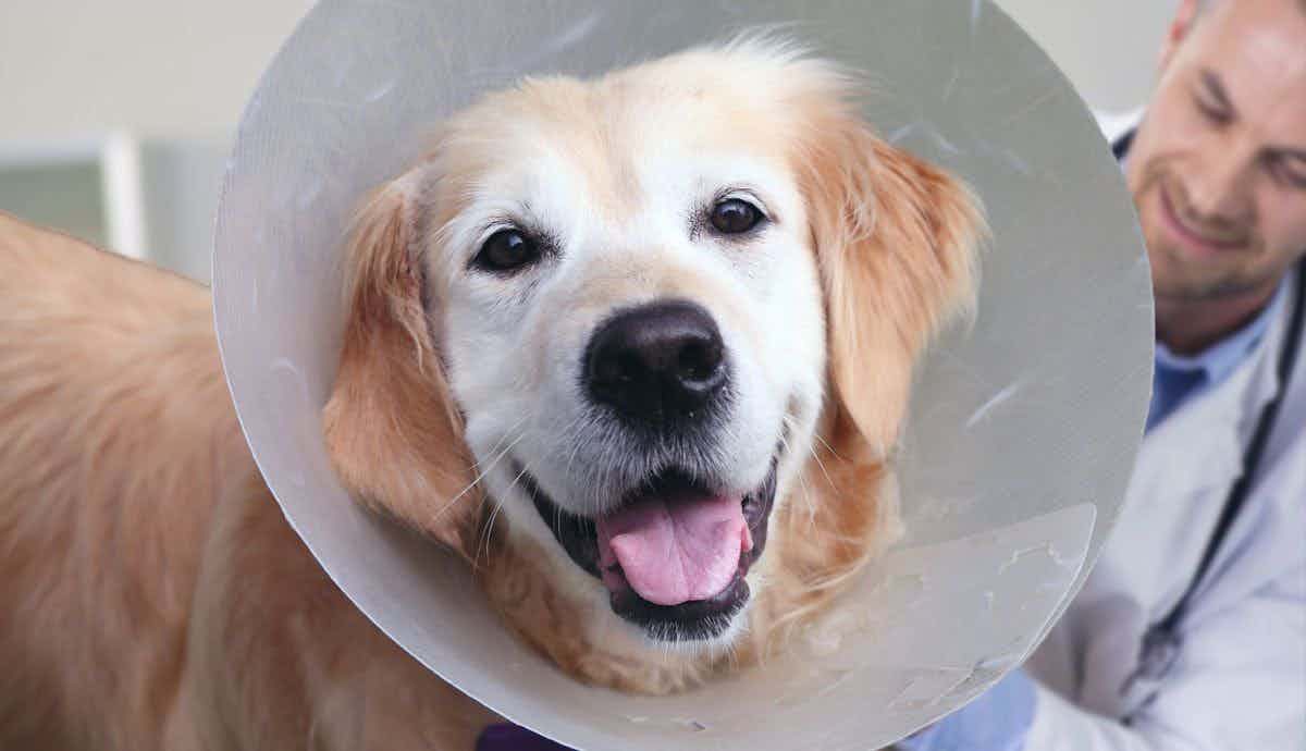 Is Spaying or Neutering Painful for Dogs?