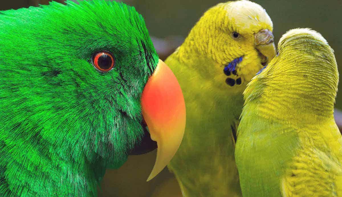 10 Pet Birds That Can Talk