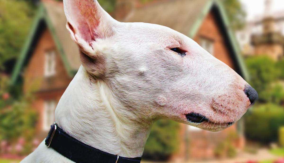 Why Do Bull Terriers Look Like That?
