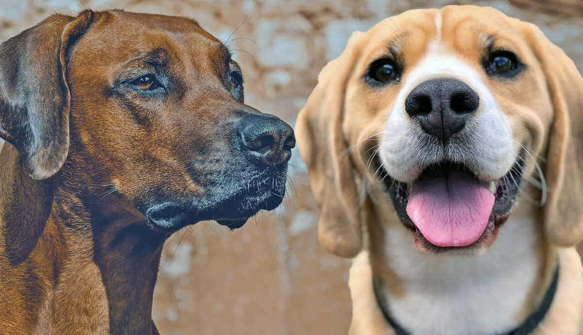 5 Popular Hound Breeds