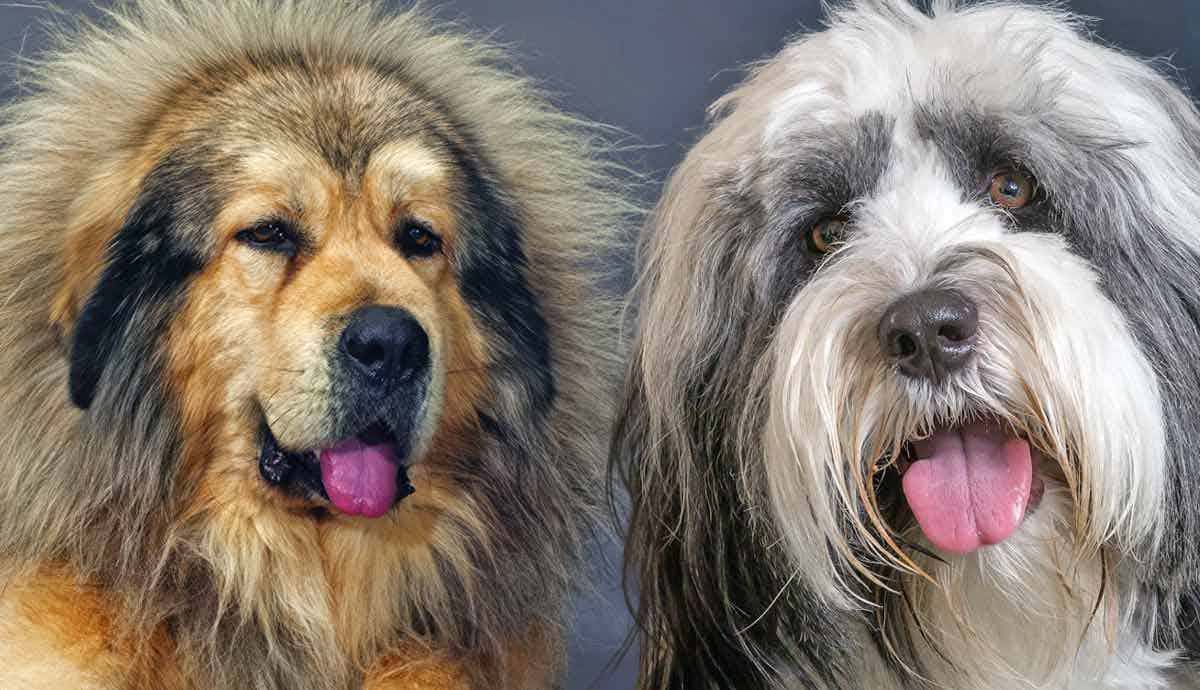 6 Popular Dog Breeds from Tibet