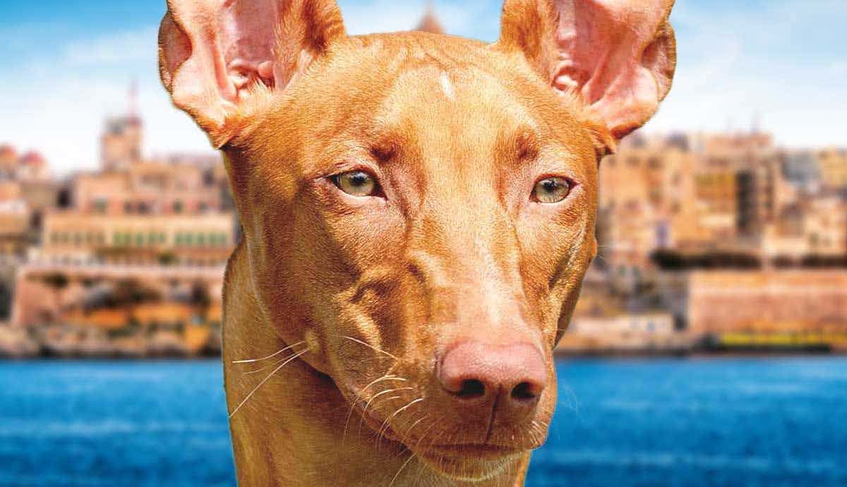 10 Facts About the Pharoah Hound: Malta’s Regal Breed
