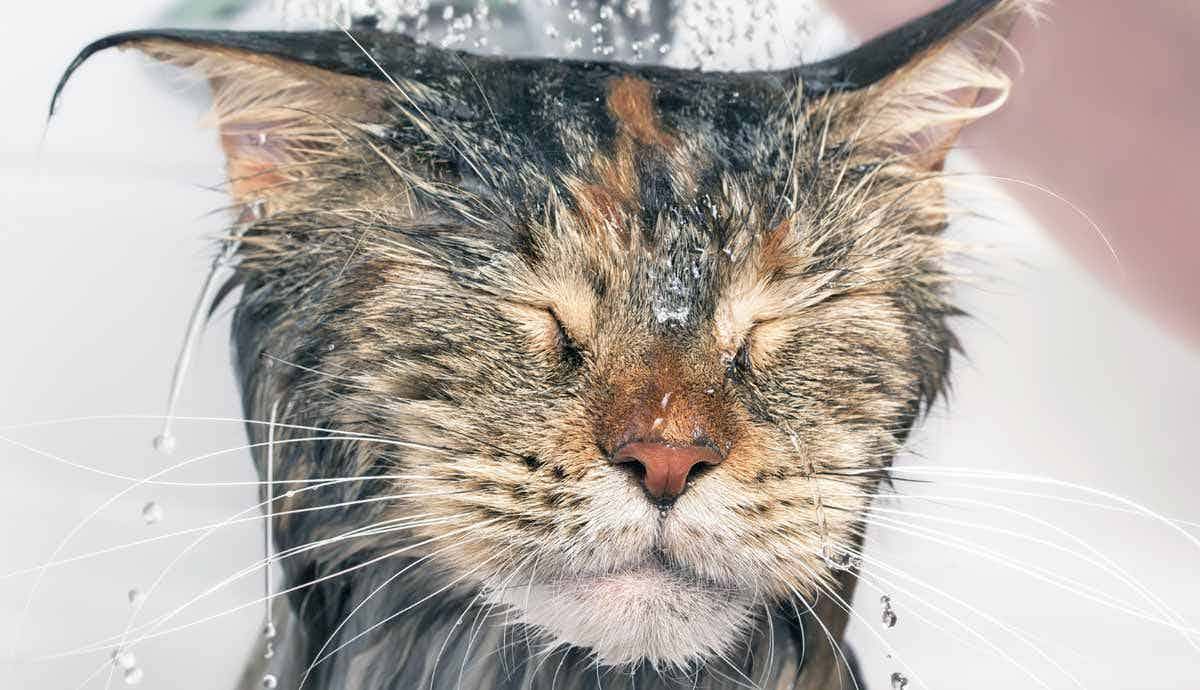 How Often Should You Bathe Your Cat?