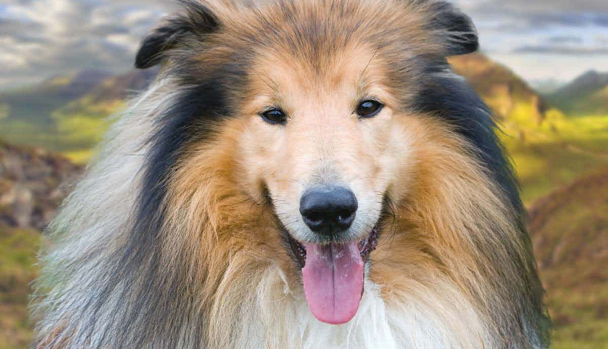 10 Facts About Rough Collies